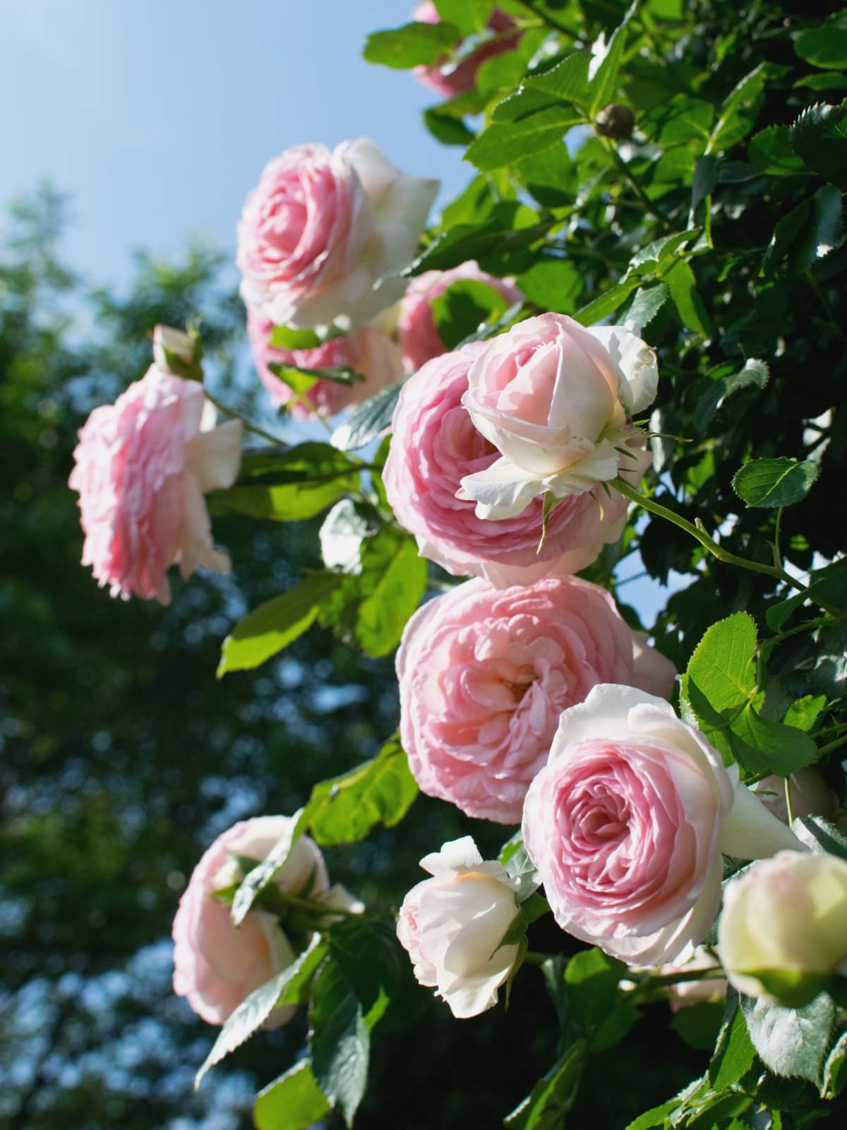 The benefit of Roses in the Kitchen Garden • Vasse Primary School