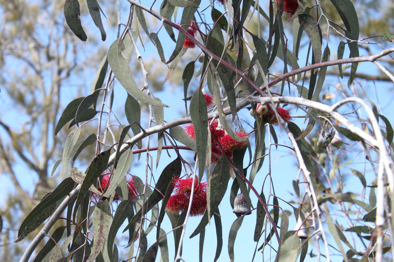 Pre-Primary Revegetation Planting Incursion 1