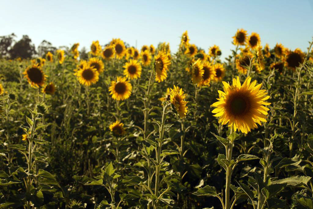 Excursion: Pp Sunflower Farm 1